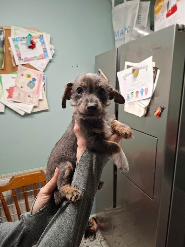 Miniature dacshund cross shih tzu