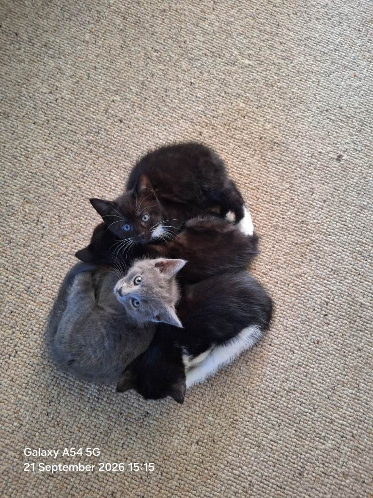 4 kittens 