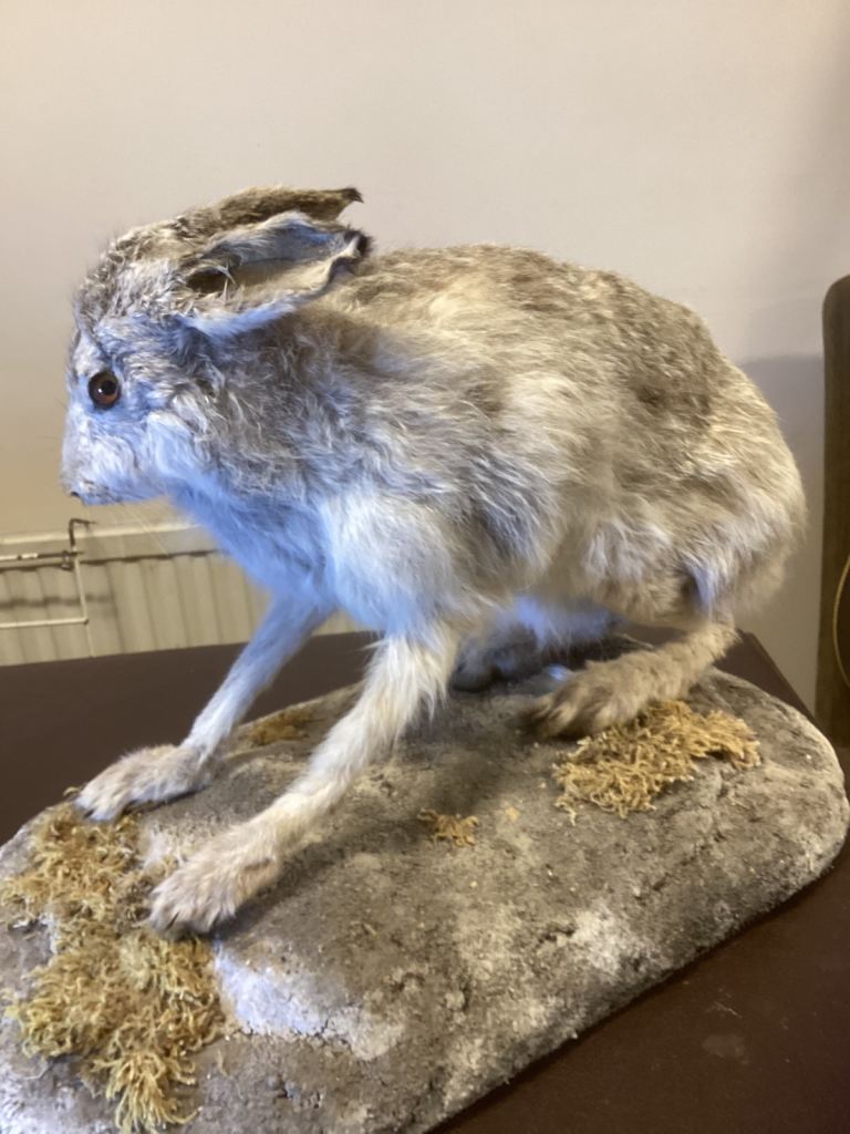Taxidermy white hare