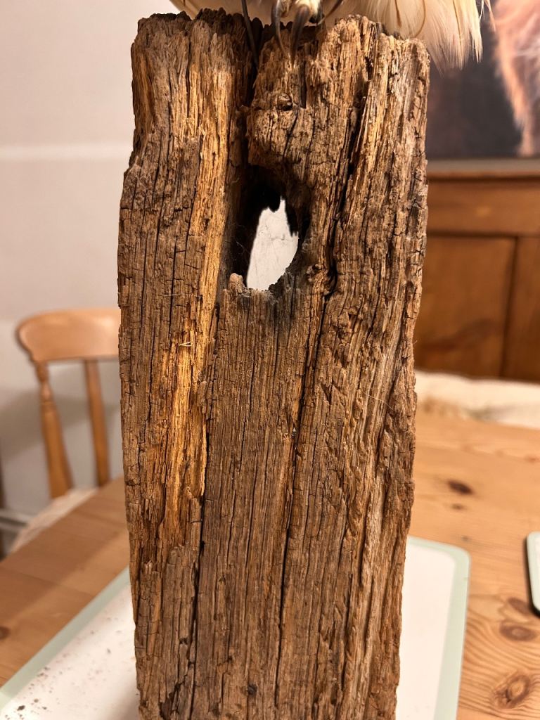 Taxidermy Short Eared Owl 