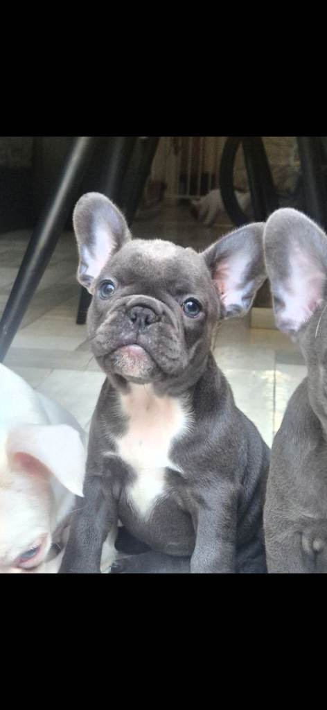 3 girls left Ready now pedigree register Blue grey white French Bulldog puppies  🏡❤️