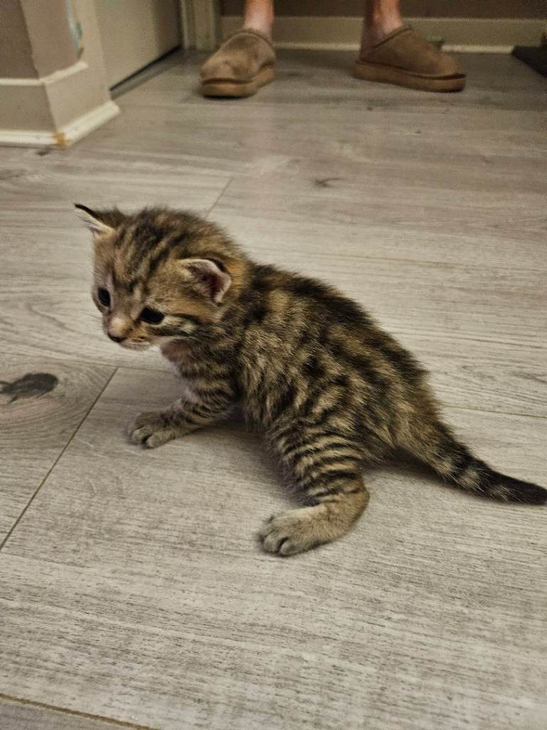 💞 beautiful Bengal Cross Kitten 💞