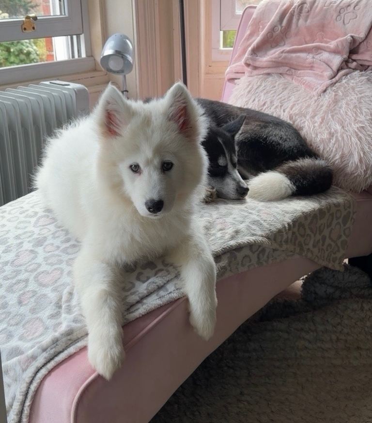 Samoyed puppy 
