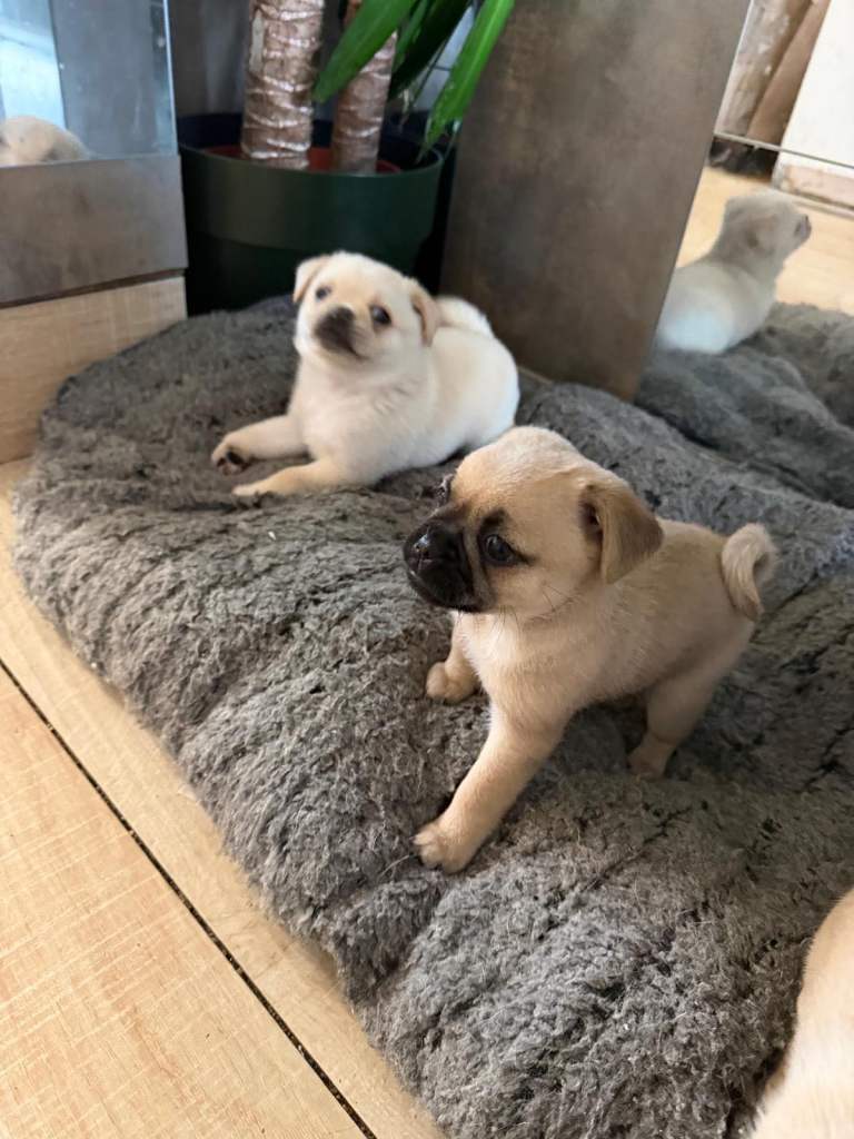 Pug x Pomeranian Puppies!