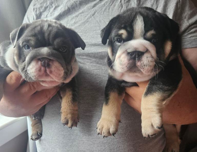  black tri english  bulldog 