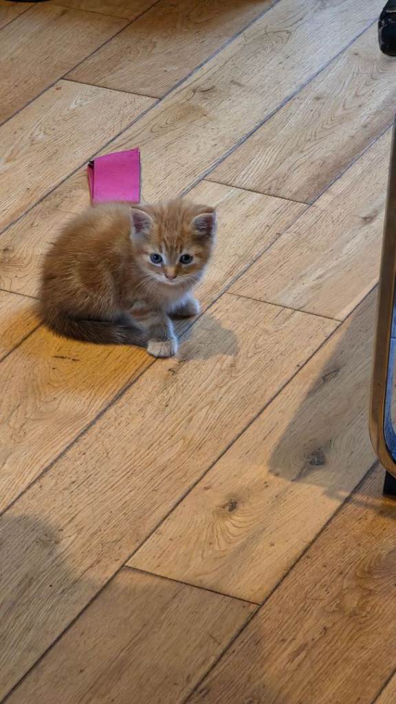 3 kittens 