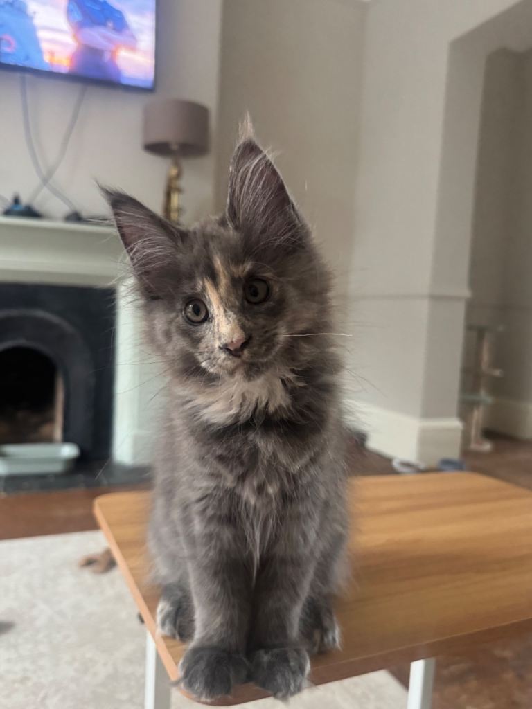 TICA/GCCF Maine Coon kittens 