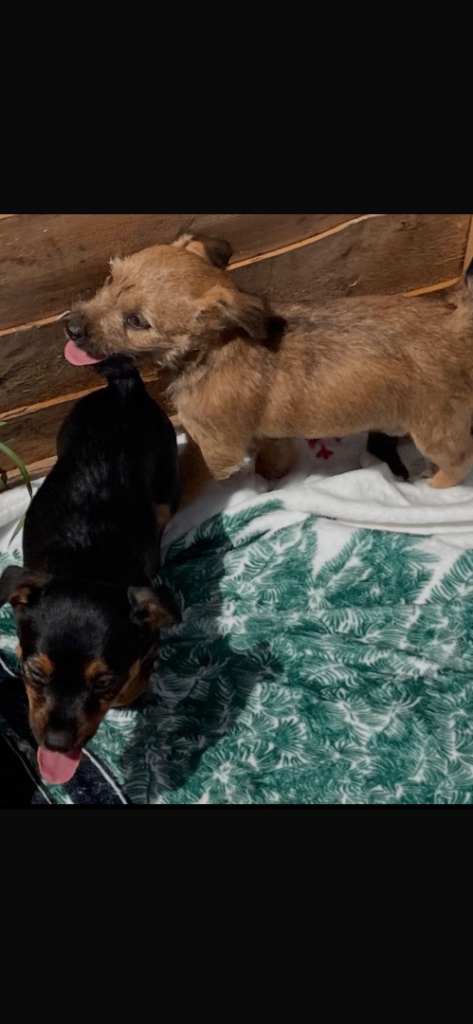 Jack russels puppies 