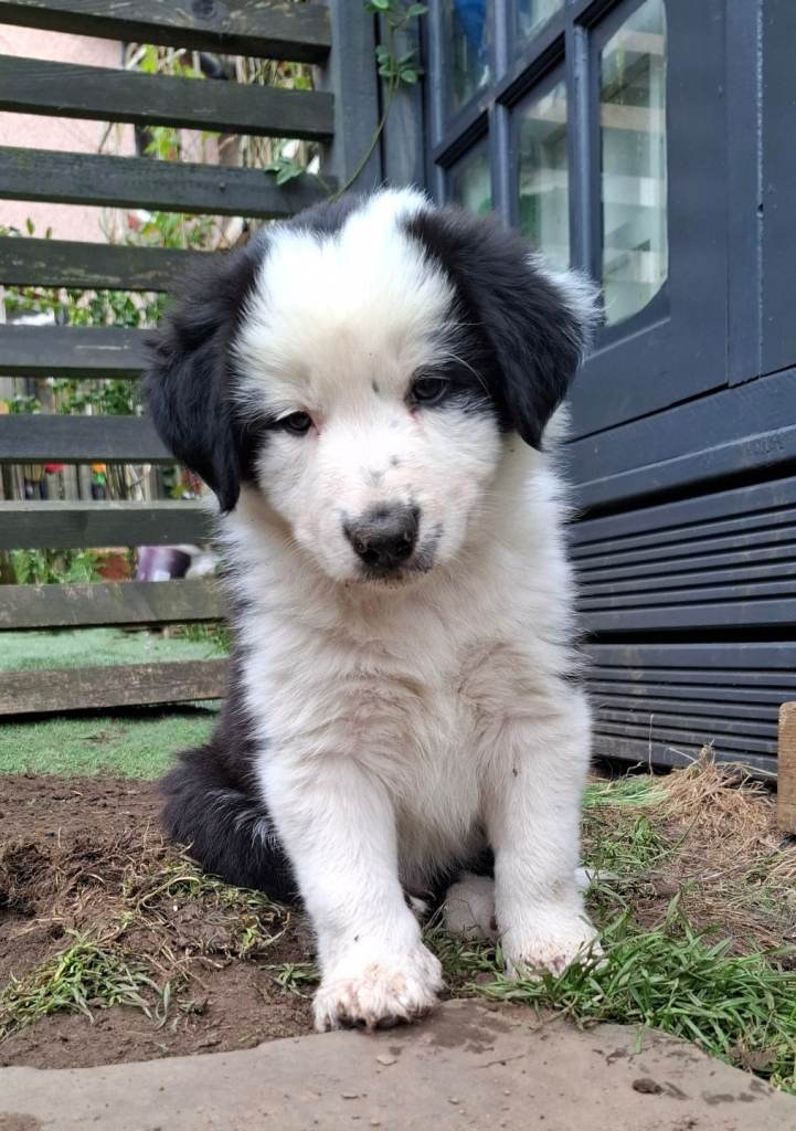 White face Long-Haired Border Collie Pups – Black & White Rare Pirate Eye Patch