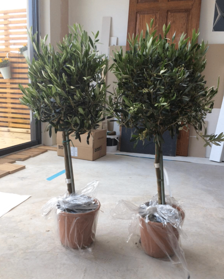 Stunning Olive 🫒 Trees 