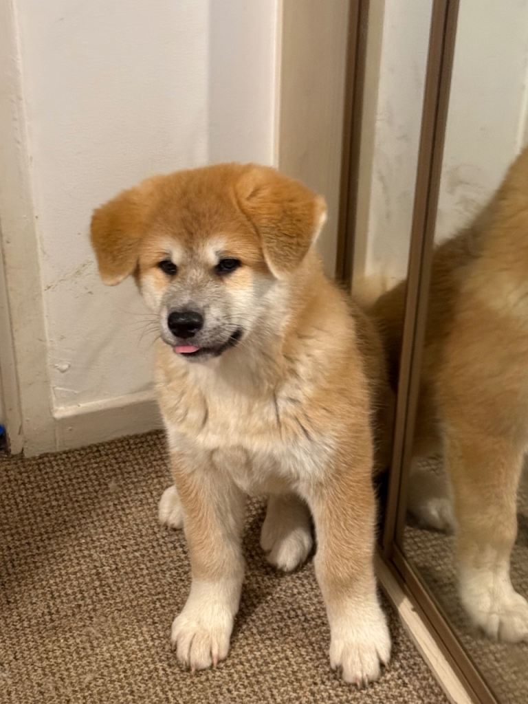 Akita puppy