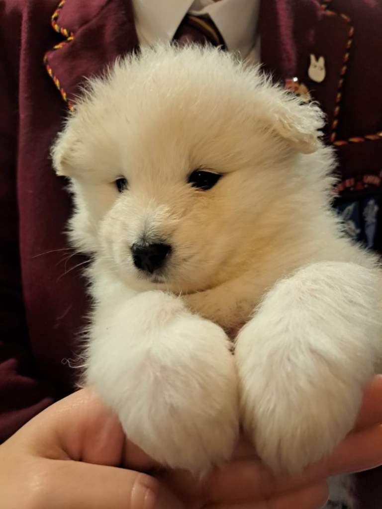 Adorable Samoyed puppies 