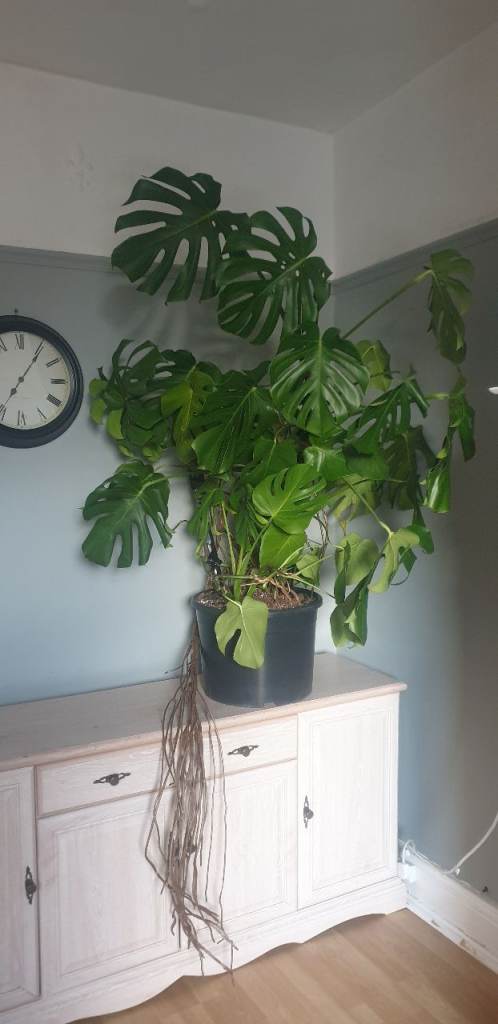 Monstera houseplant big