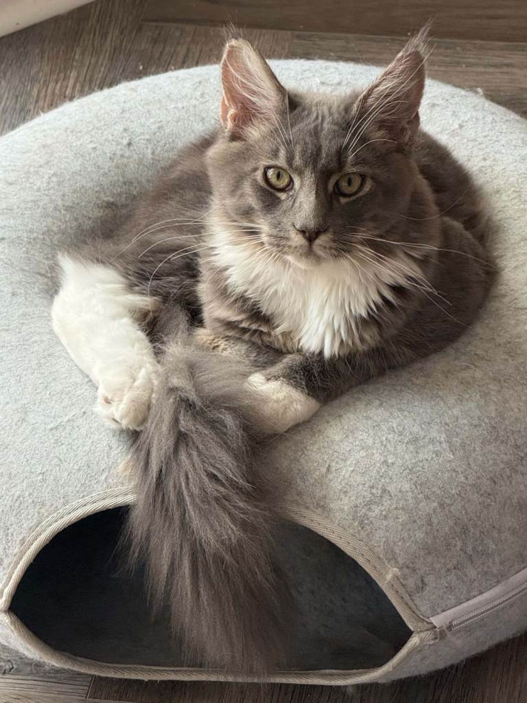 Large Maine Coon Kittens Cambridgeshire 
