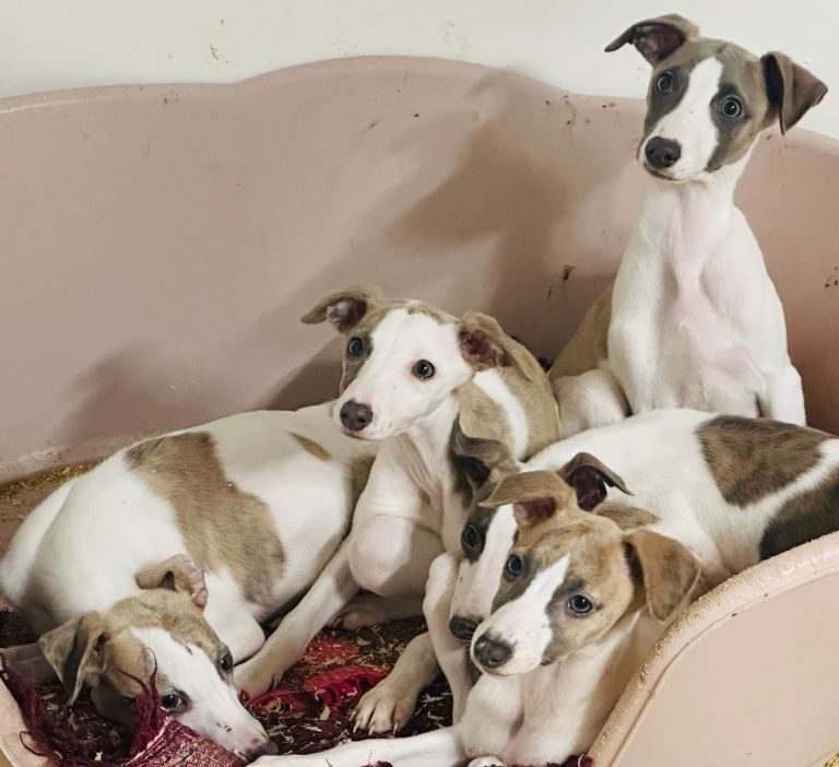 Whippet pups