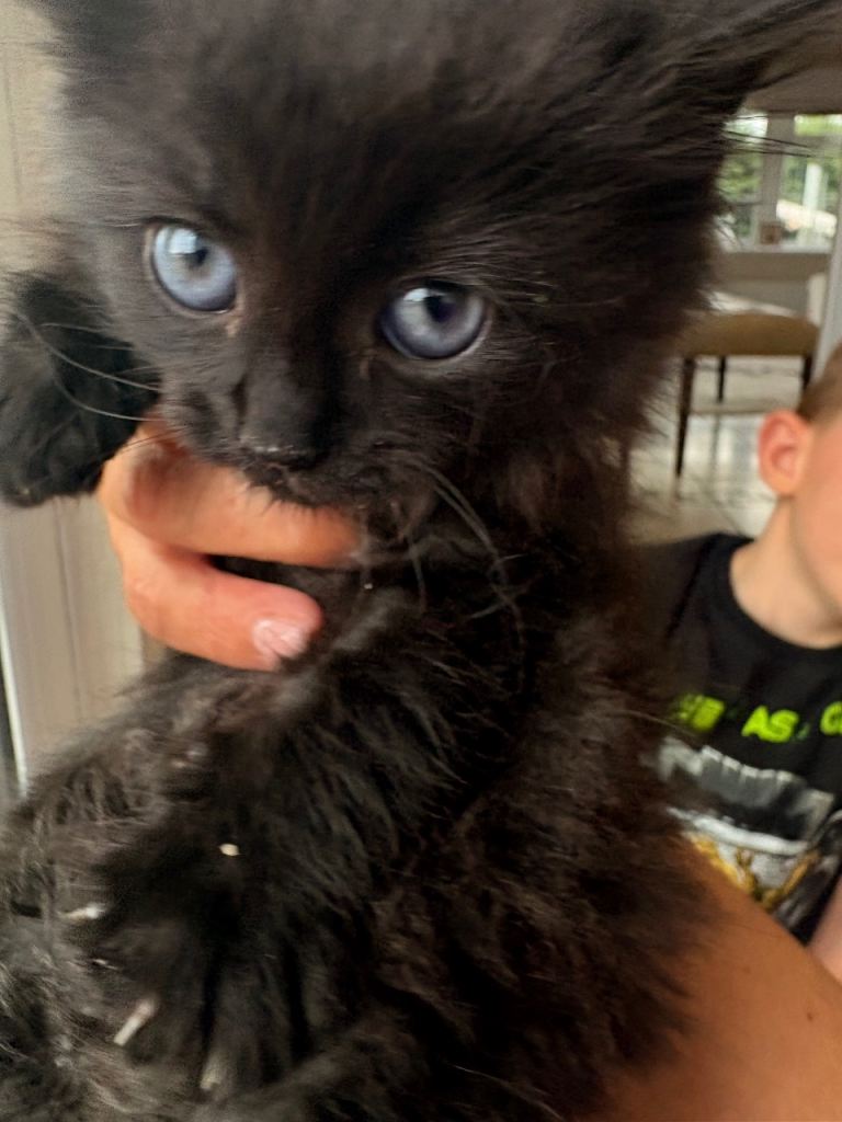 Main Coon x kittens 