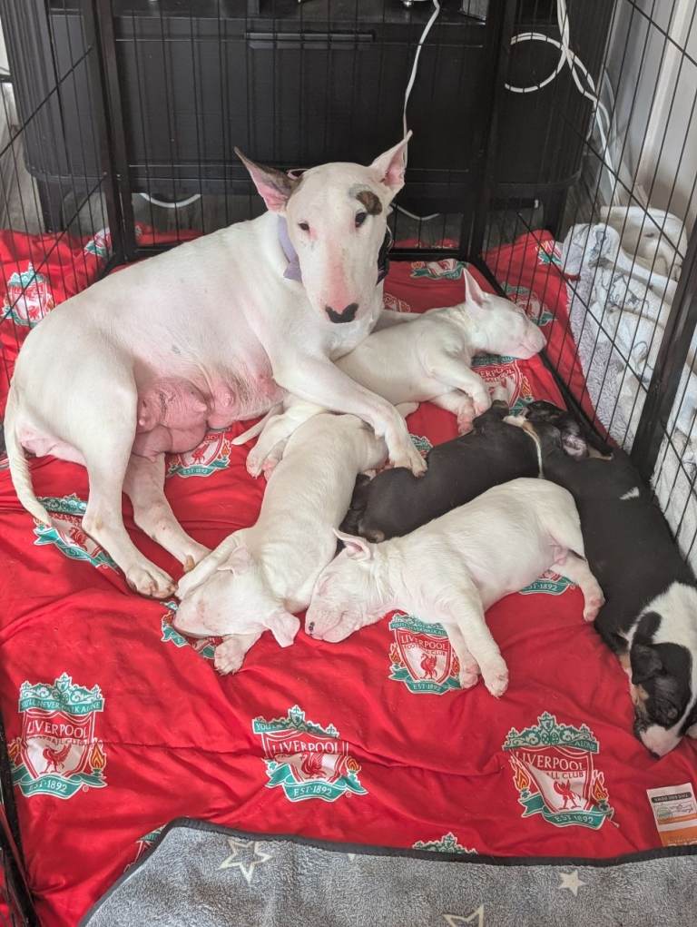 English bull terrier puppies 