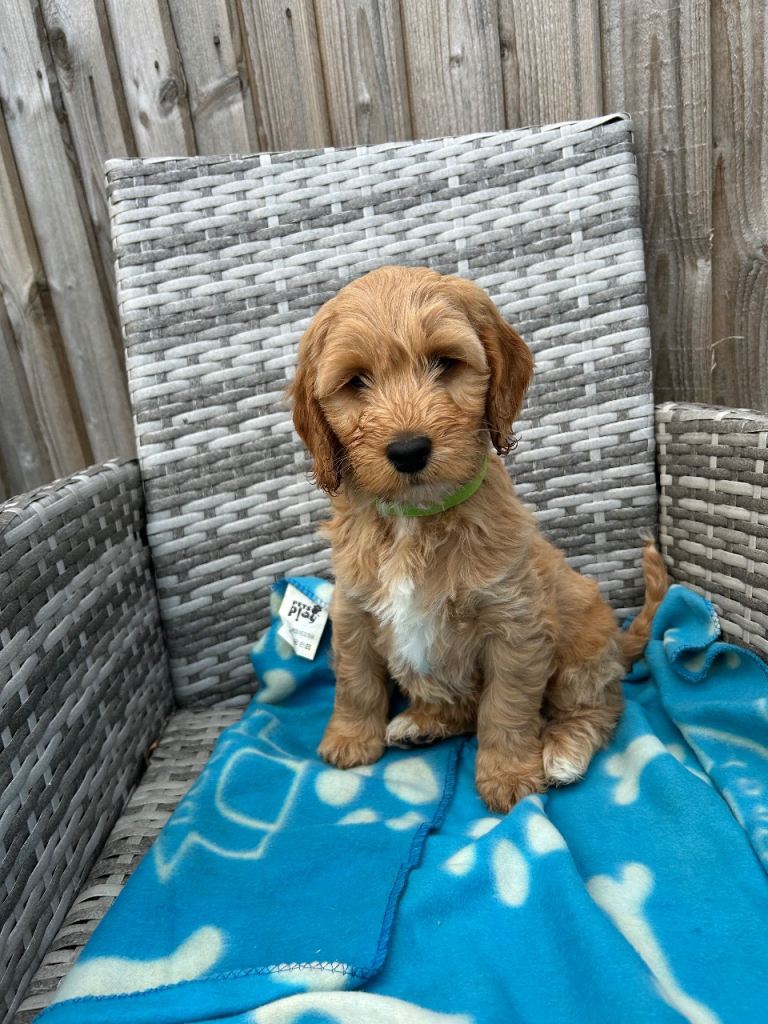 Fi golden/red cockapoo s 