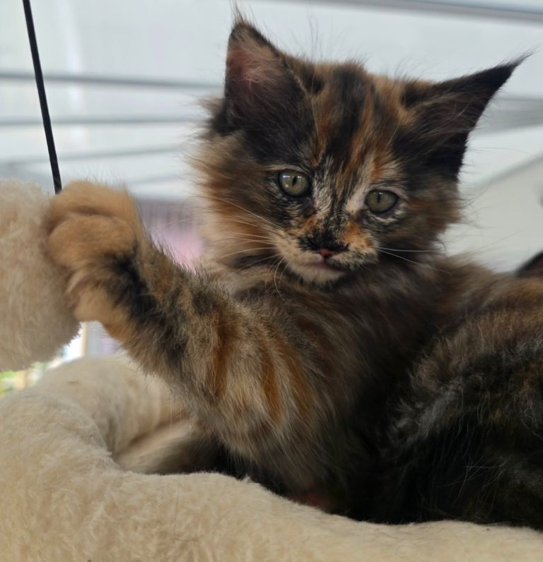 3/4 Maine coon x 1/4 Bengal kittens  