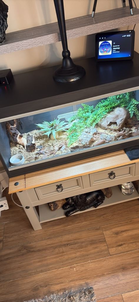 Leapard gekko