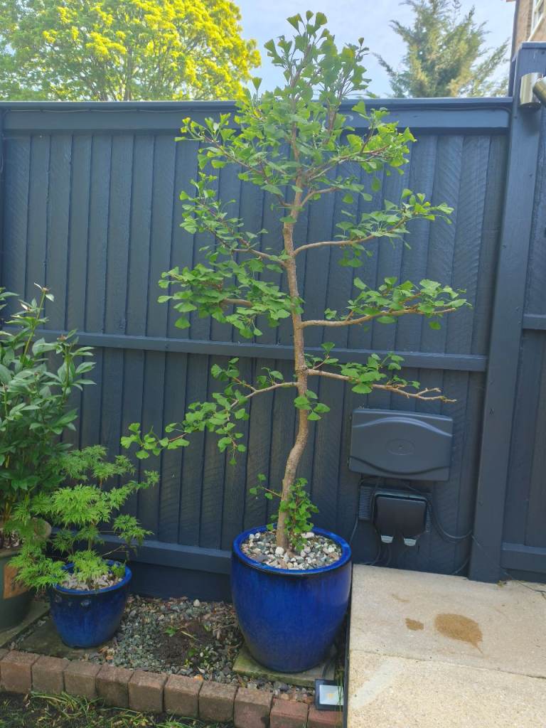 Gingko Biloba tree 