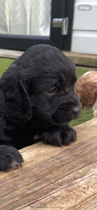 Cavapoo puppies 