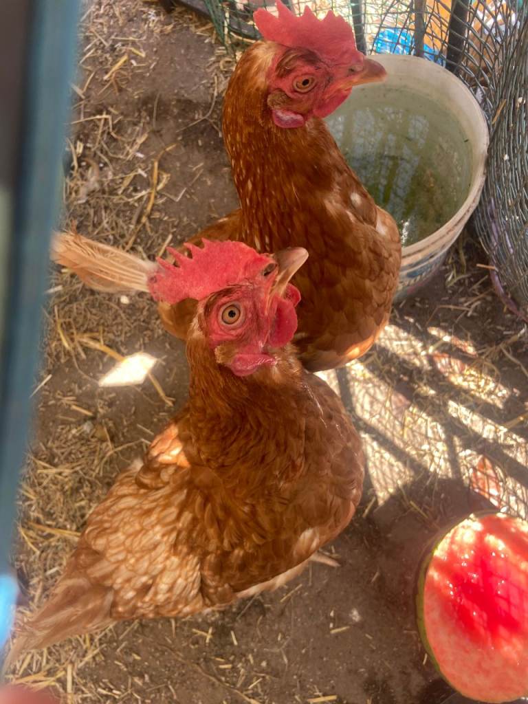 2 rescue hens for sale, potentially a 3rd also. Good homes only.