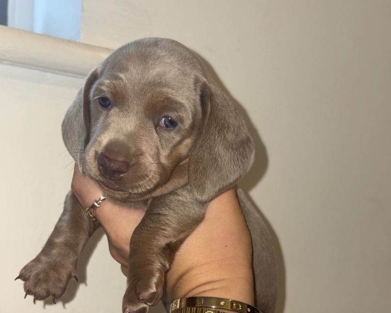 KC registered miniature dachshund 