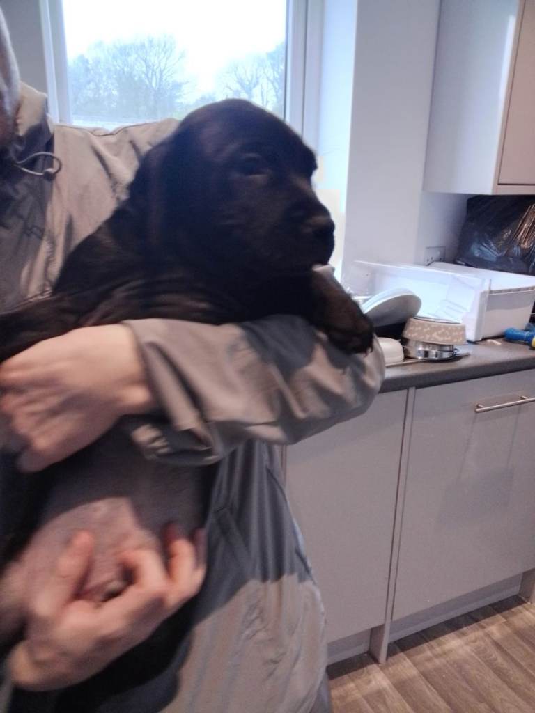 9 week old staff cross pups boys