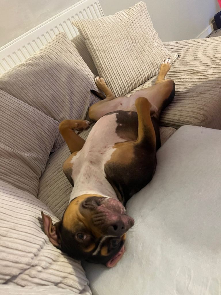 2 year old dog for sale galashiels 