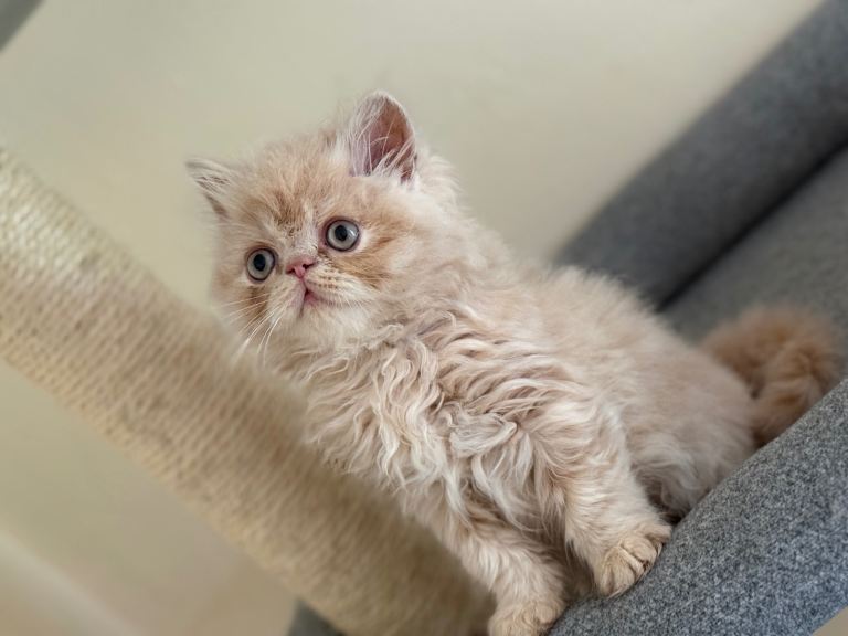 GCCF registered Persian kittens 