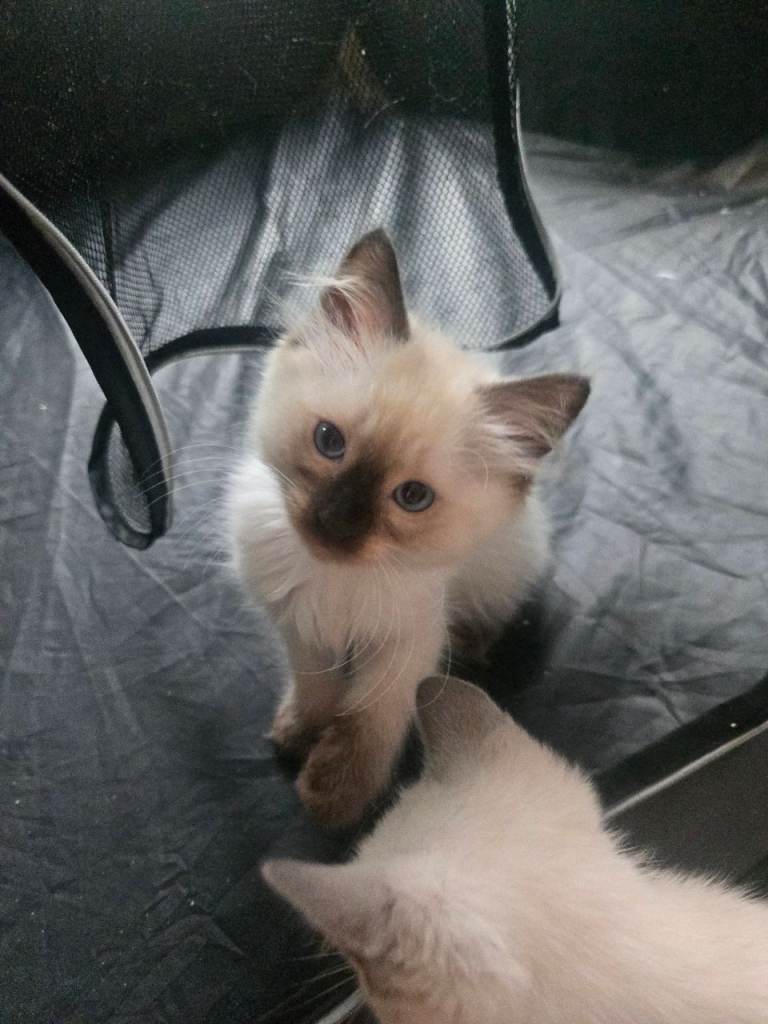 Ragamese ragdoll Siamese kittens