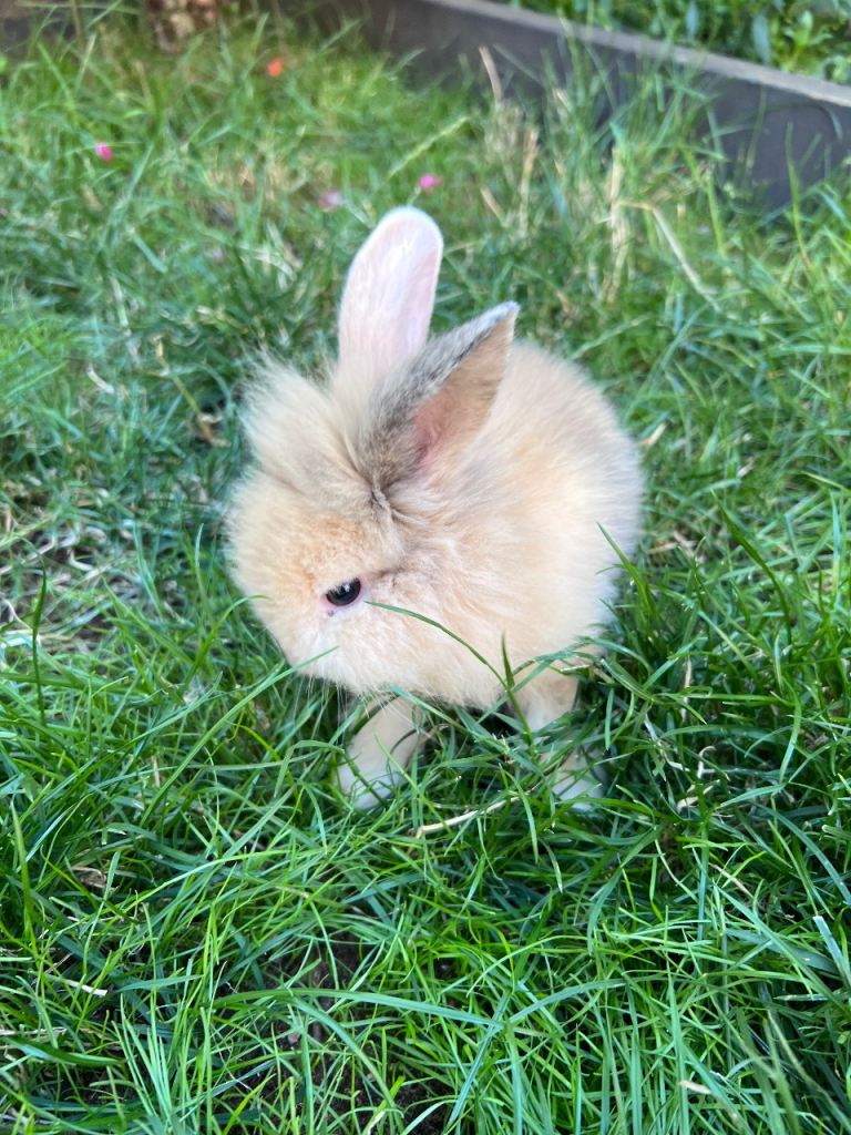 2 rabbits 