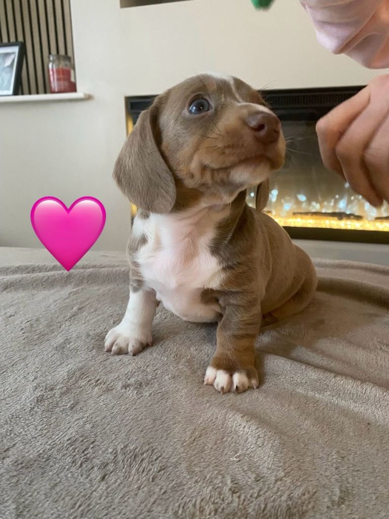 4 beautiful miniature dachshund puppies