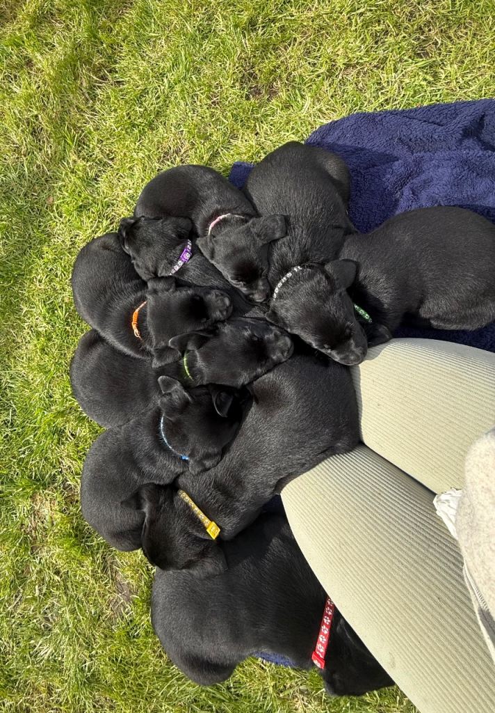 Black Labrador puppies 