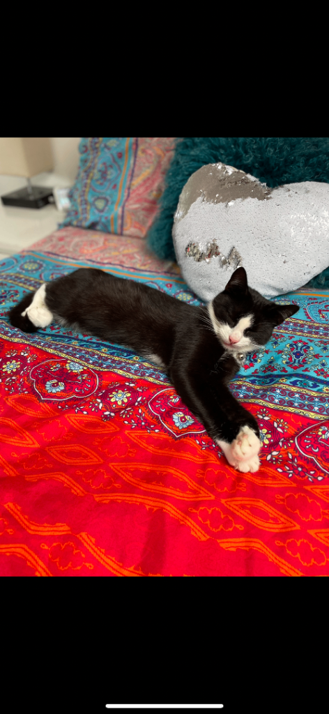 Black and white 4 year old female cat