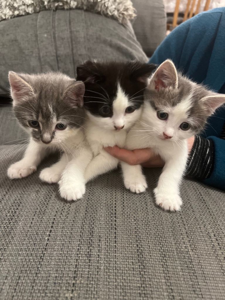 3 gorgeous tabby grey and white kittens