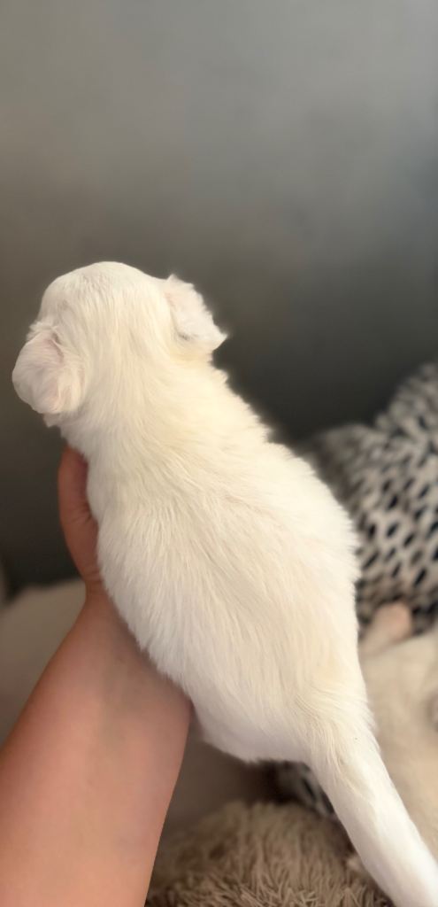 Jack Russell puppy’s 