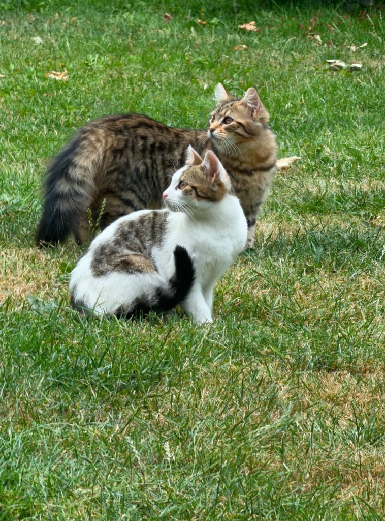 Beautiful kittens 