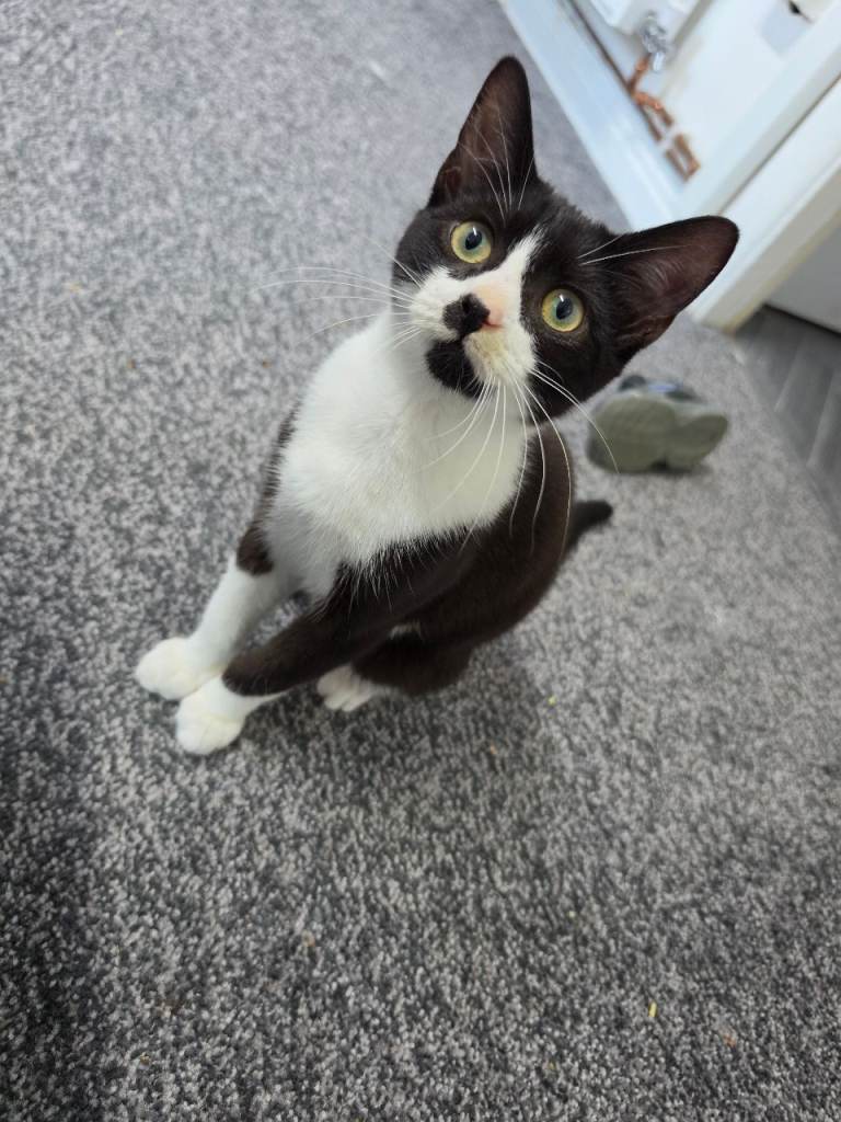 Very loving kitten for sale 
