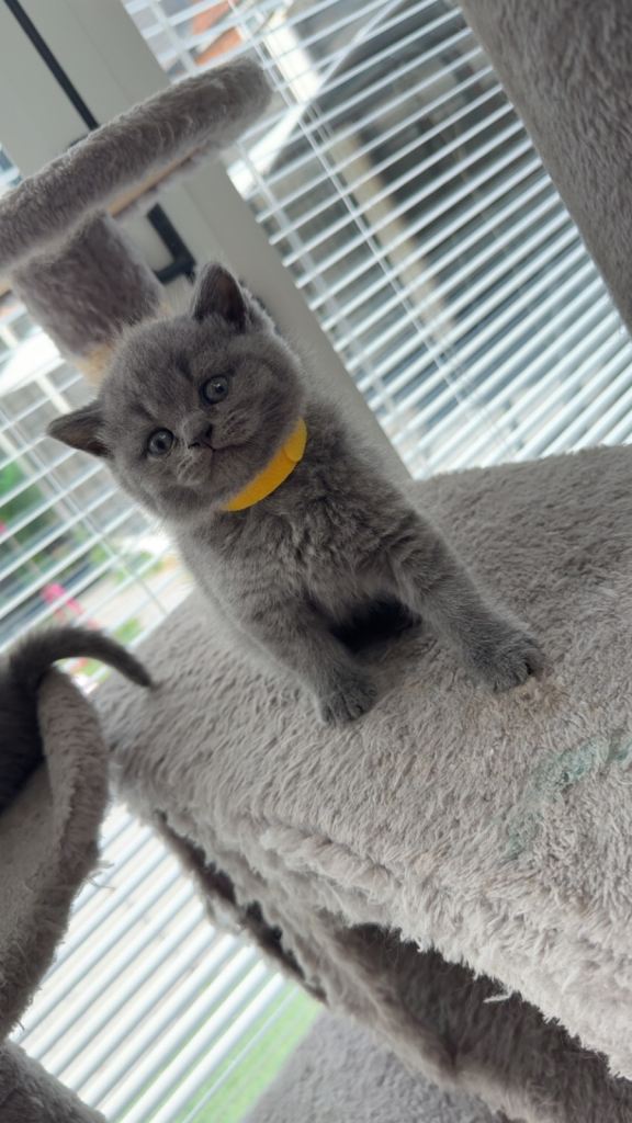 British Shorthair Kittens Looking for Their Forever Homes