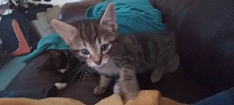 Beautiful kittens available now