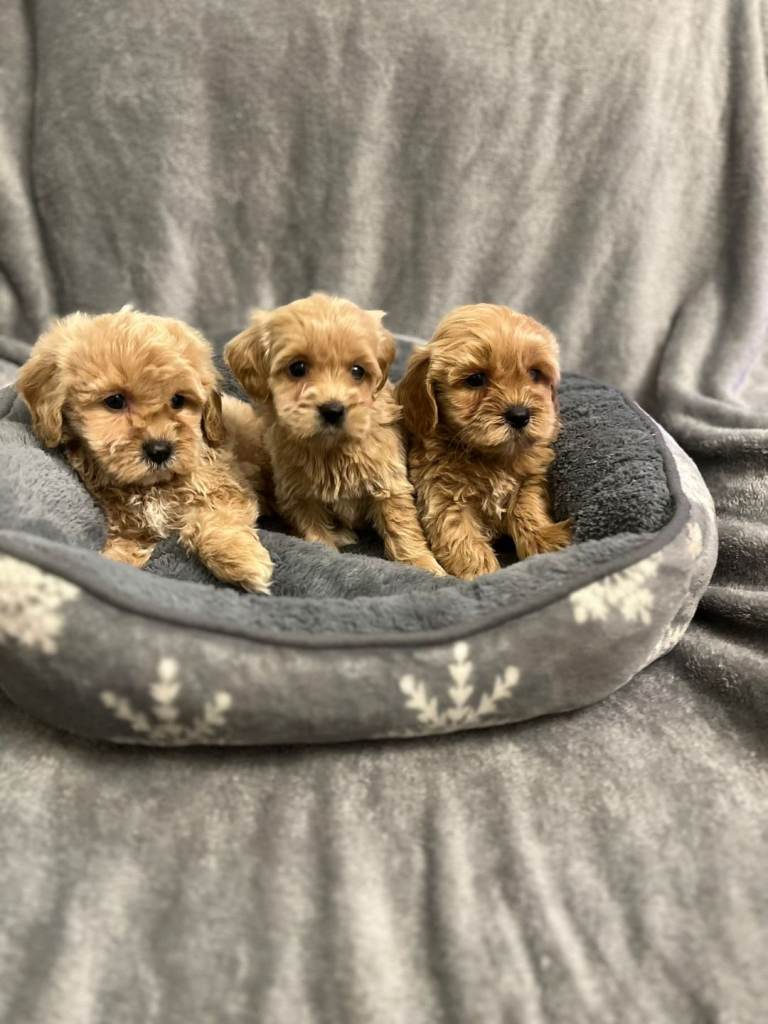 Maltipoo puppies