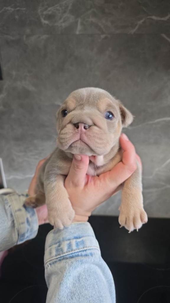 Exceptional Lilac Tri English bulldog puppies