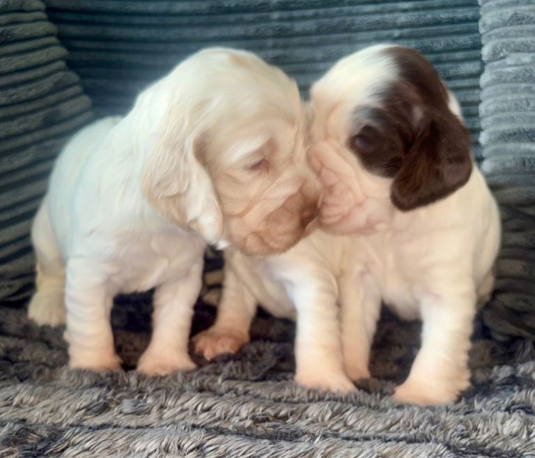 Beautiful show cocker spaniel puppies for sale 