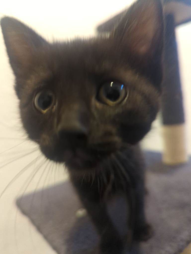 5 Adorable Kittens Ready For Their New Homes