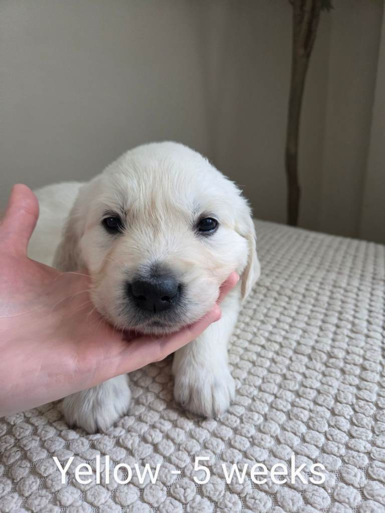 Golden retriever puppies *2x FEMALES REMAINING* 