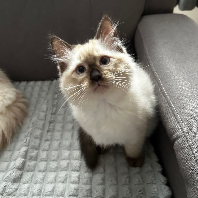 😻Beautiful Purebred Ragdoll Kittens 😻