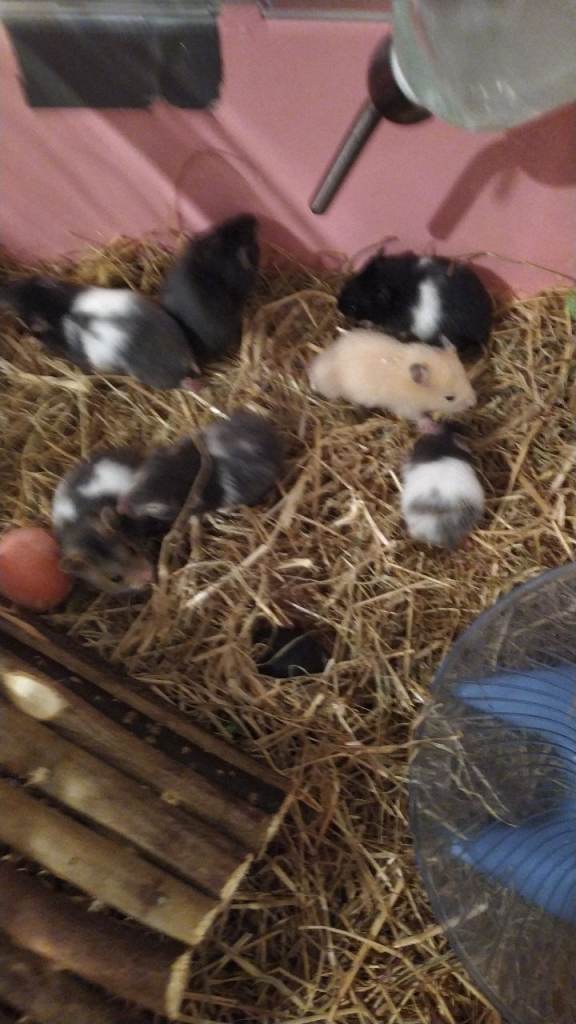 Serian and russian dwarf hamster babys 
