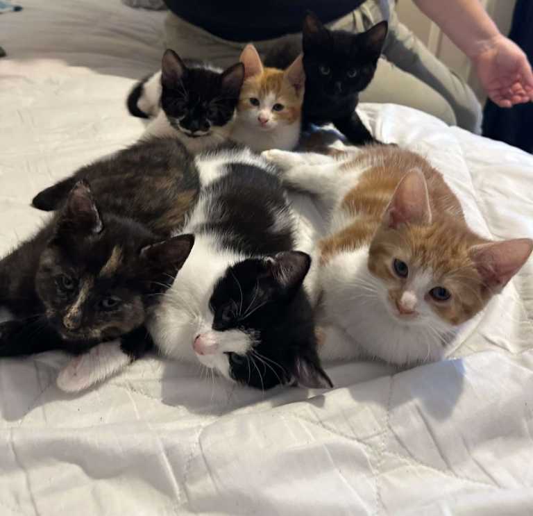Beautiful Friendly Kittens – Playful & Litter Trained